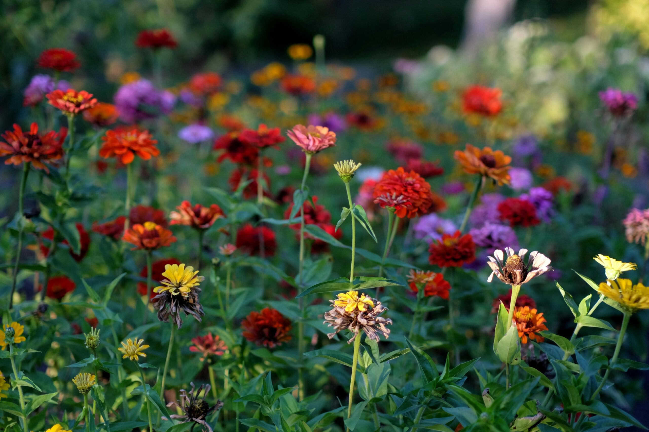 A lively garden scene full of colorful zinnia flowers blooming in various shades under the bright daylight.